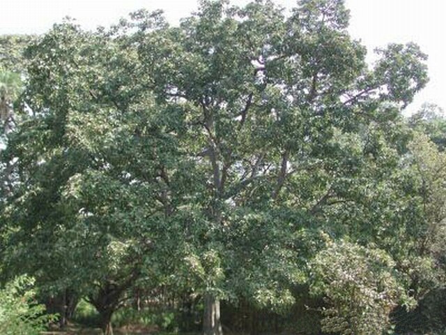 Baheda Terminalia bellirica Bibhitaki