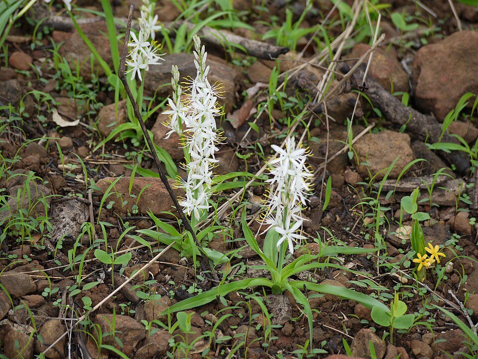 Safed Musli Grade A Roots